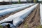 Rows of white asparagus plants growing under plastic film on small farm