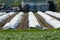 Rows of white asparagus plants growing under plastic film on small farm