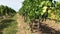 Rows of white and dark grape on vine trunks in vineyard