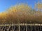 Rows of Willow Trees at Tree Farm