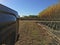 Rows of Willow Trees at Tree Farm