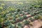 Rows of wilted cabbage after drought in farm field