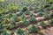 Rows of wilted cabbage after drought in farm field