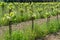 Rows of wine grape plants in vineyard in spring