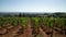 Rows of wine grape vines with red wine grapes at a Willamette Valley winery.