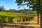 Rows of wine grape vineyards and mountains framed by oak trees.