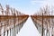 Rows of winter vineyards in Czech Republic