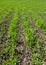 Rows of winter wheat, foliar feeding during tillering