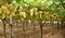 Rows of Yellow Grape Vines with Leaves â€“ Italian Vineyard