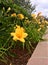 Rows of Yellow Lillies