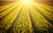 Rows of yellow tulip flowers at the field in Netherlands, illuminated by sunlight