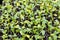 Rows of yooung kale seedlings growing in greenhouse trays