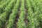 Rows of young barley growing in rows in a field