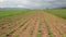 Rows of young bean plants growing in the field. Green and organic vegetables growing in the soil on sunny spring day. Rows of fre