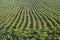 Rows of young broad bean plants