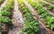 Rows of young bushes potato varieties Riviera plantation after watering irrigation. Agroindustry agribusiness. Growing food