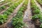 Rows of young bushes potato varieties Riviera plantation after watering irrigation. Care cultivation of farm field. Agroindustry