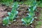 Rows of young Cabbage or Headed cabbage leafy green annual vegetable crop planted in local urban garden surrounded with wet soil