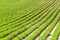 Rows of young carrot