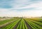 Rows of young carrots grow in the field. Organic vegetables. Agriculture. Farm. Selective focus