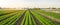 Rows of young carrots grow in the field. Organic vegetables. Agriculture. Farm. Selective focus