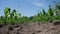 Rows of young corn on a cornfield