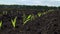 Rows of young corn plants on a field