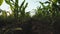 Rows of young corn plants in field low angle