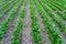 Rows of young fresh beet root leaves. Beetroot plants growing in a fertile soil on a agricultural field. Cultivation of