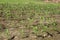 Rows of young, freshly germinated corn plants