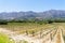 Rows of young grapevines starting to grow on a vineyard near Franschhoek