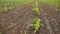 Rows of a young green corn field - dolly motion