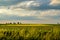 Rows of young green plants on a fertile field with dark soil in warm sunshine under dramatic sky