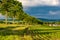 Rows of young green plants on a fertile field with dark soil in warm sunshine under dramatic sky