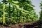 Rows of young, green, powerful sunflowers, clean from diseases, weeds, and insects, against the sky