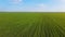 Rows of young green rye sprouts in agronomic field with growing crops of wheat or barley