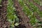 Rows of young green soybean plants