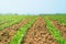 Rows of young green soybeans. Agricultural soy plantation.