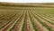 Rows of young Idaho potato plants