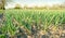 Rows of young leek grow in the field in a sunny day. Farm. Growing organic vegetables. Agriculture. Onion. Selective focus