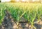 Rows of young leek grow in the field in a sunny day. Farm. Growing organic vegetables. Agriculture. Onion. Selective focus