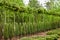 Rows of young maple trees, thuja plants and juniper bushes.