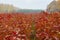 Rows of young  maples beside of birch forest at rainy autumanl season  in Ukraine