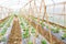 Rows of young melon plants growing in large plant nursery
