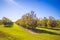 Rows of young pecan trees and sun beams in the south