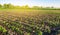 Rows of young pepper on a farm on a sunny day. Growing organic vegetables and drip irrigation. Eco-friendly products. Agriculture