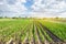 Rows of young pepper on a farm on a sunny day. Growing organic vegetables. Eco-friendly products. Agriculture and farming.