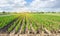 Rows of young pepper on a farm on a sunny day. Growing organic vegetables. Eco-friendly products. Agriculture and farming.