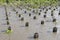 Rows of young plantation field at mangrove forest