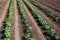 Rows of young potato plants on the field